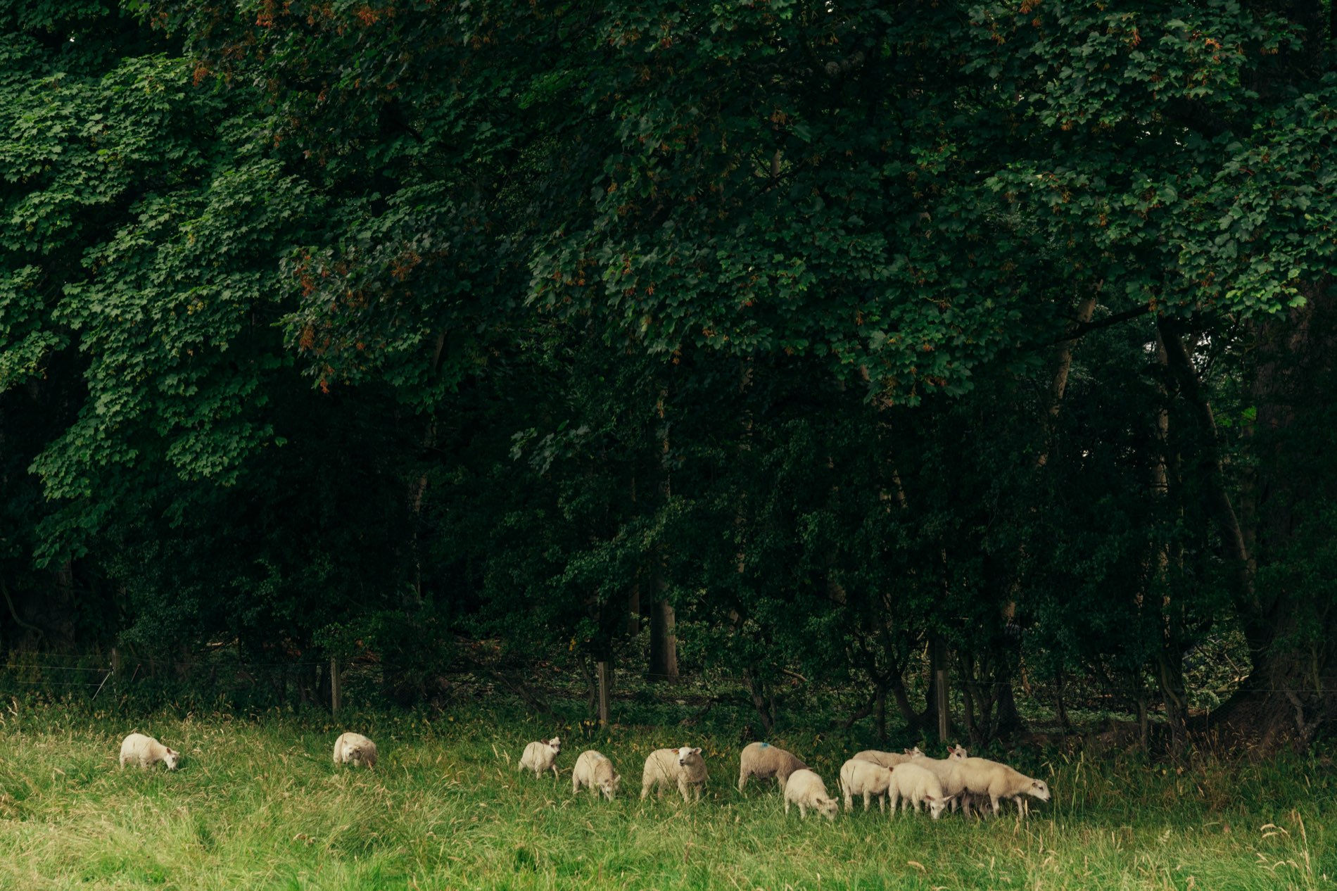 Sheep grazing at the treeline at Bramblewood Farm, home of the Cardinal Kitchen Garden