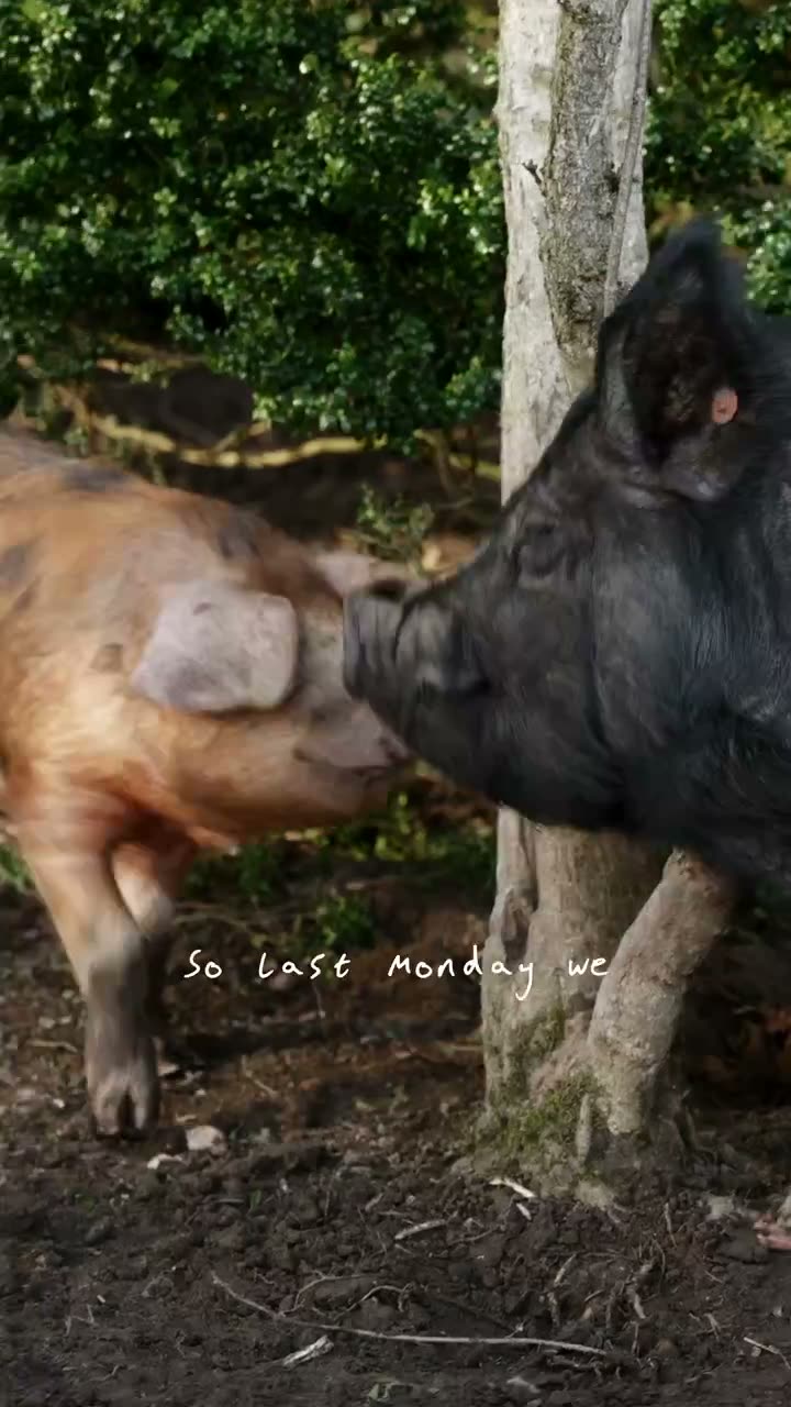 Pork course at Cardinal